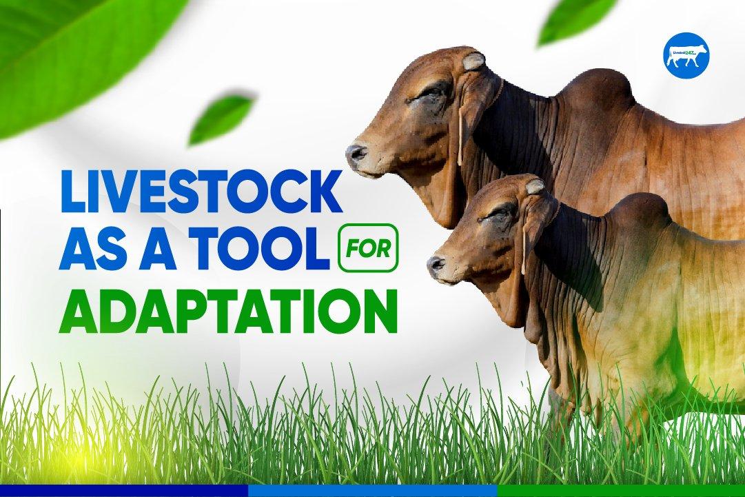 Livestock As a Tool For Adaptation - Cover Image
